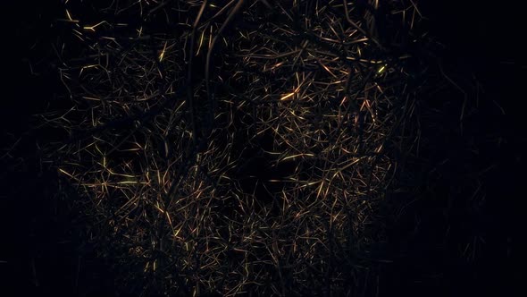 Flying In Death Forests 03 HD alt