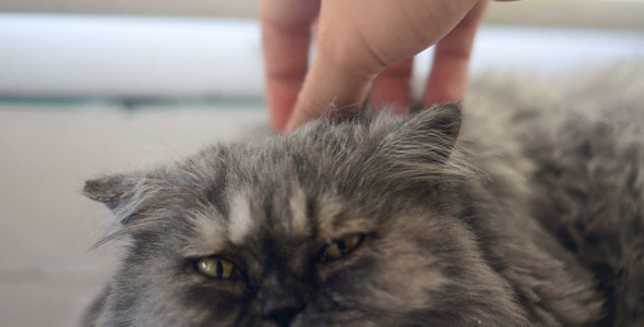 Cat enjoying being petted