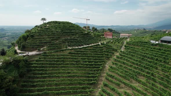 Aerial View of Vineyard Fields on the Hills in Italy Growing Rows of Grapes