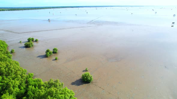 An aerial view from a drone flying over the coastal mangrove forests