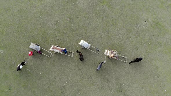 Family Migrating With Oxen in Central Asia is Resting by Taking a Break