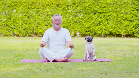 Healthy Asian Elderly man with white hairs doing yoga lotus pose for meditation with dog pug breed