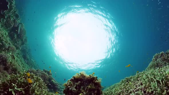 Coral Reef and Tropical Fish Underwater