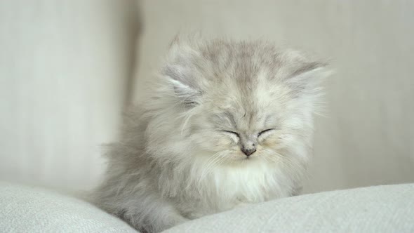 Cute Persian Kitten Sleeping On Sofa