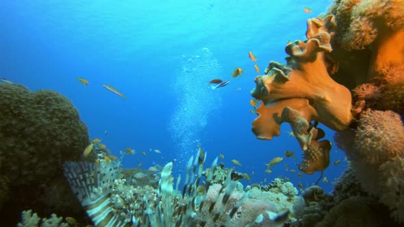 Tropical Reef Lion Fish