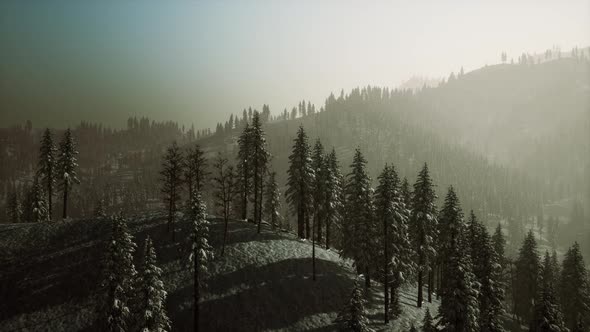 Carpatian Mountains Fog and Mist at the Pine Forest