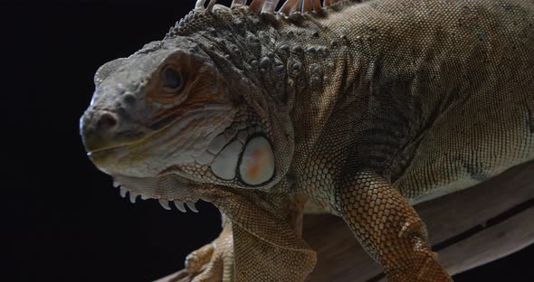 Close Up of an Iguana Looking Around and Showing Its Tongue