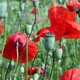 meadow with red poppy flowers - VideoHive Item for Sale
