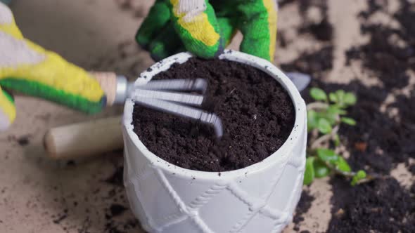 Female Hands Gloved Hands Spread the Earth in a Pot with a Small Rake for Planting a Home Plant