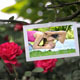 Photo Slideshow On Rosebush Thumbnail