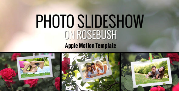Photo Slideshow On Rosebush