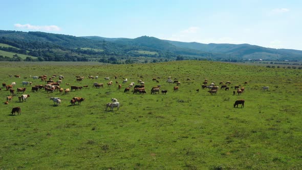 Cattle grazing in a meadow in the countryside.