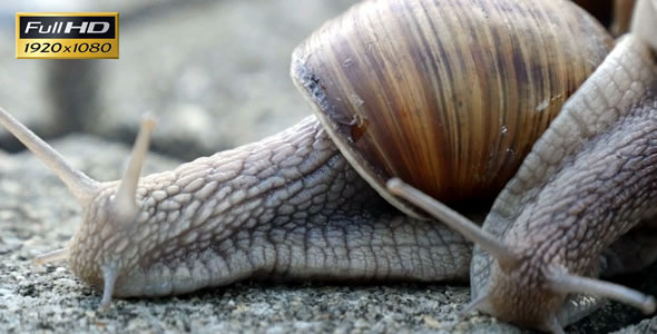 Snails On the Pavement 5