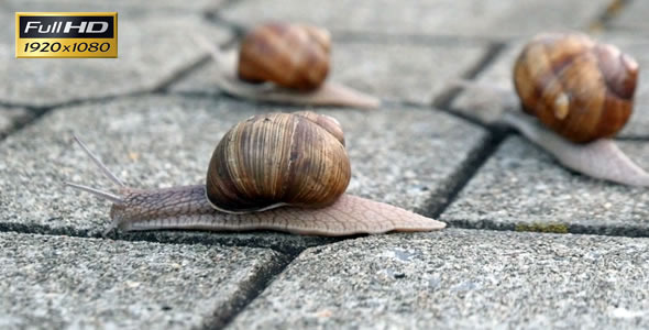 Snails On the Pavement 8 alt