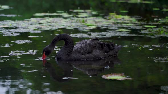 One black swan drinking water on lake. Medium lockdown shot