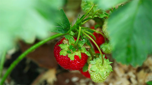 Strawberry