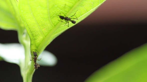 Two Ants on a Leaf