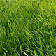 Green Grass Sway in the Wind - VideoHive Item for Sale