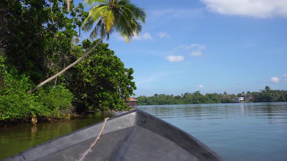 Boat Ride Along the Mangrove Trees