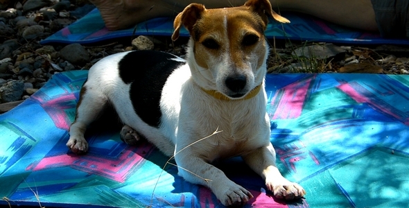 Jack Russell Terrier 6