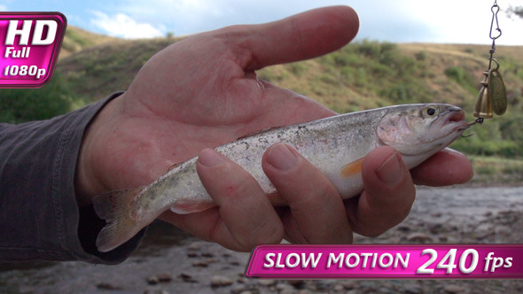 Trout in Hand