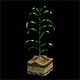 Corn Growth Plant States with Ground - 3DOcean Item for Sale