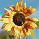 Sunflower with Bumblebee - VideoHive Item for Sale