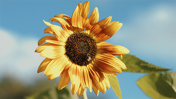 Sunflower with Bumblebee