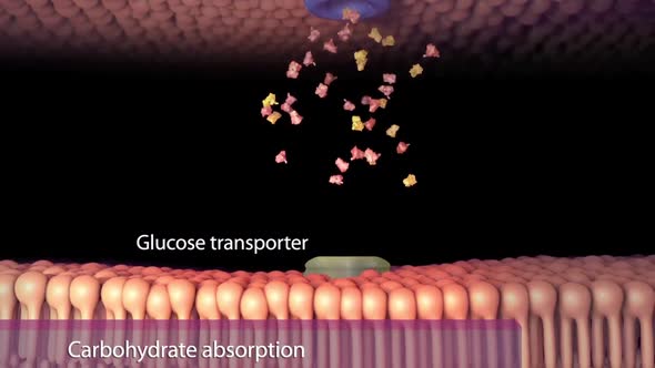 In the small intestine, pancreatic amylase begins to break down polysaccharides into disaccharides.