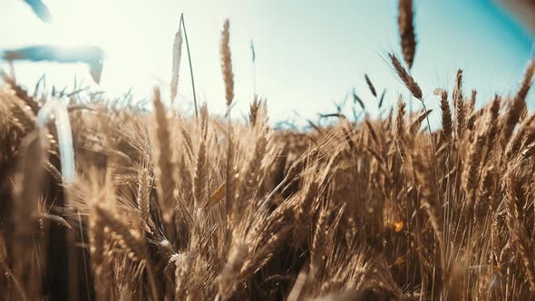 Cinematic Boy in a Hat Playing with Airplane in the Golden Wheat Field Moving Camera Steadicam Shot