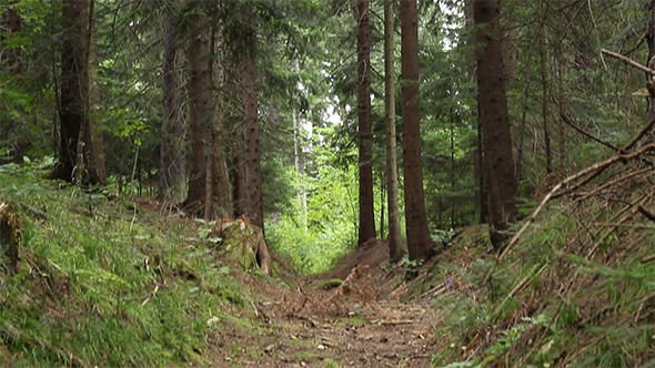 Path in the Forest