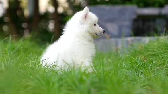 Close Up Siberian Husky Puppy Looking On Green Grass