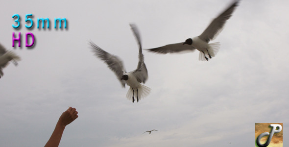 Seagulls Flying And Eating From A Hand