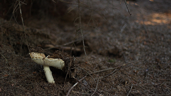 Toxic Mushroom in the Woods