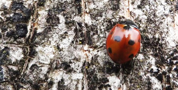 Ladybug On Tree