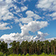 Clouds in Pine Forest - VideoHive Item for Sale