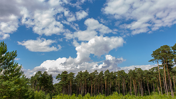 Clouds in Pine Forest