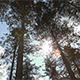 Forest Treetops - VideoHive Item for Sale