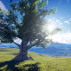 Tree Sunrise - VideoHive Item for Sale