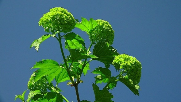 Green Buds on the Background of Blue Sky alt