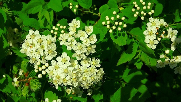 Bird Cherry White Flowers