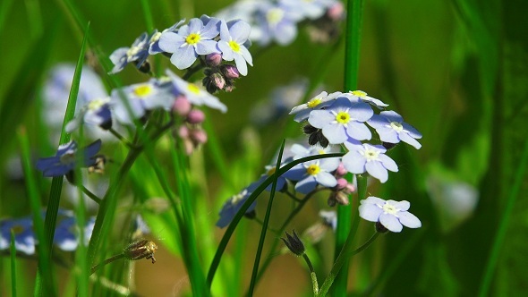 Forget-Me-Nots Blue Flowers