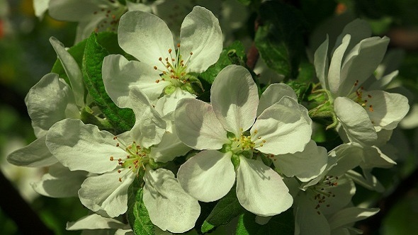 Apple Blossom