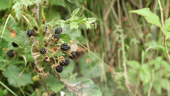 Blackberry Berries in Forest