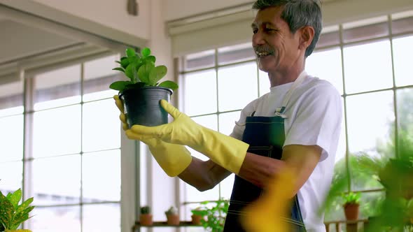 Happy senior gardener man taking care of his plants in greenhouse.