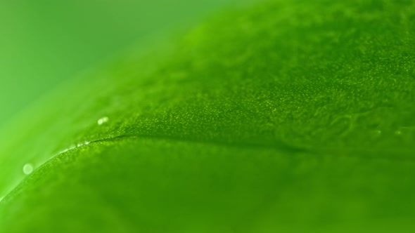 Super Slow Motion Macro Shot of Water Droplet Falling on Fresh Grean Leaf at 1000Fps