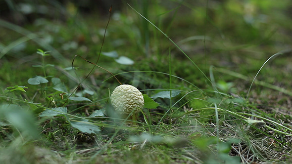 Little White Mushroom