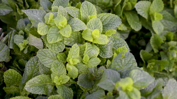 Fresh mint on display for sale at market Panoramic plan