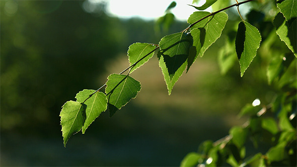Birch Tree Branch