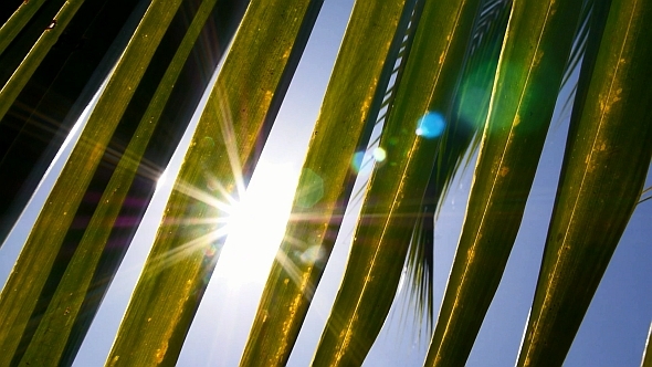 Morning Sun through Palm Leaves